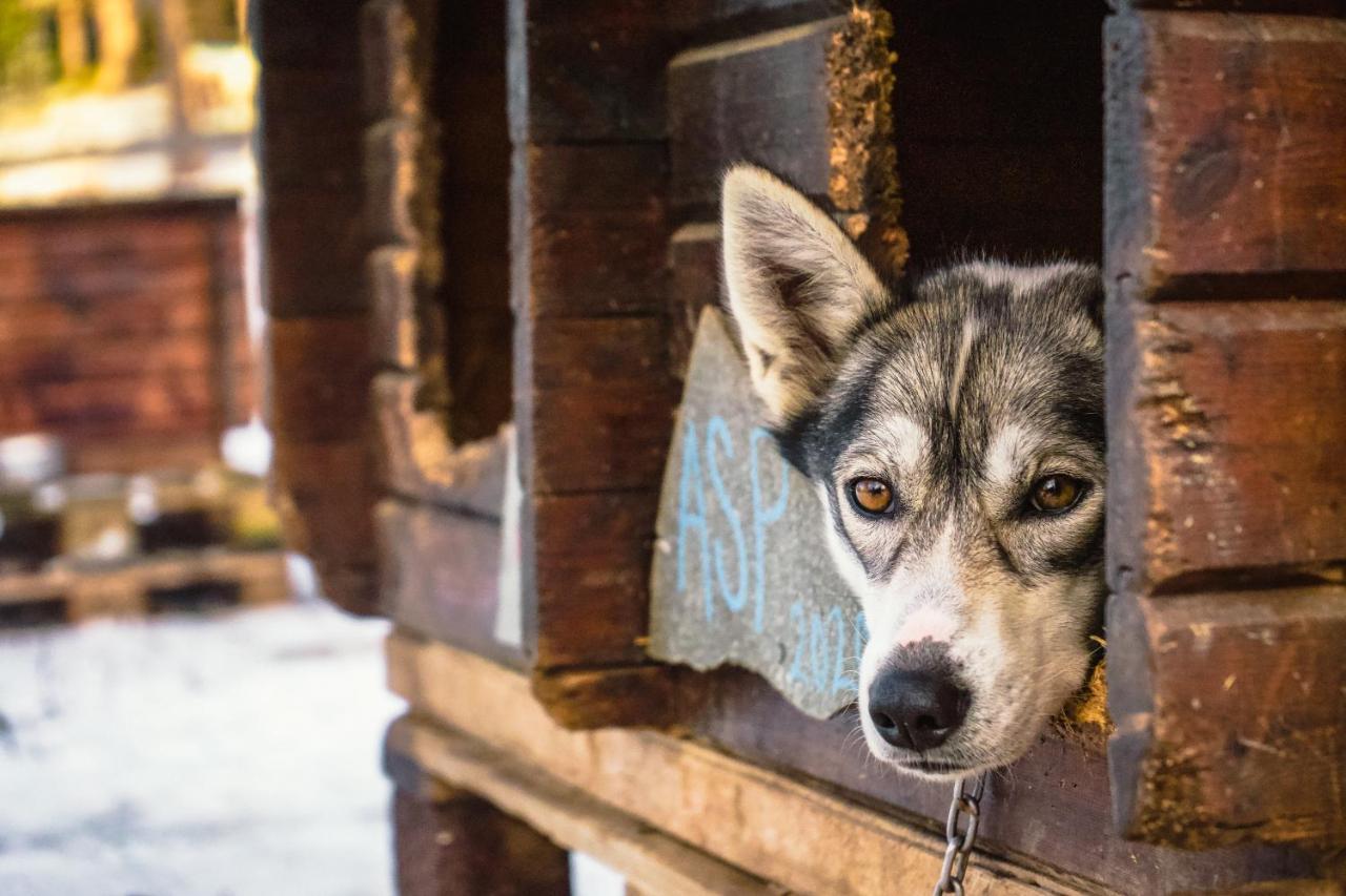 Sorrisniva Arctic Wilderness Lodge Alta Ngoại thất bức ảnh