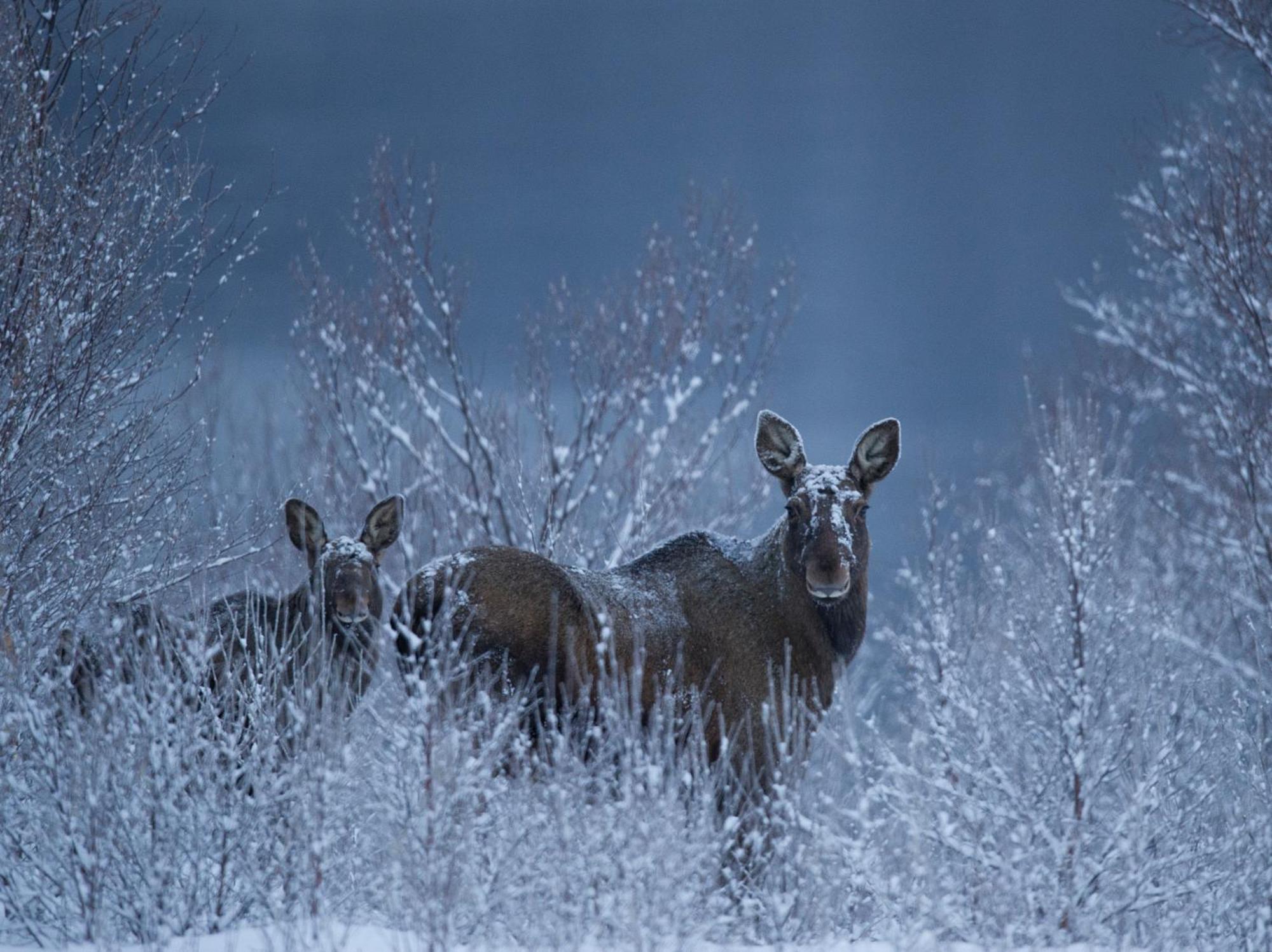Sorrisniva Arctic Wilderness Lodge Alta Ngoại thất bức ảnh